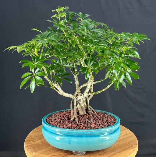 Hawaiian Umbrella Bonsai Tree-Exposed Roots-(arboricola schfflera)