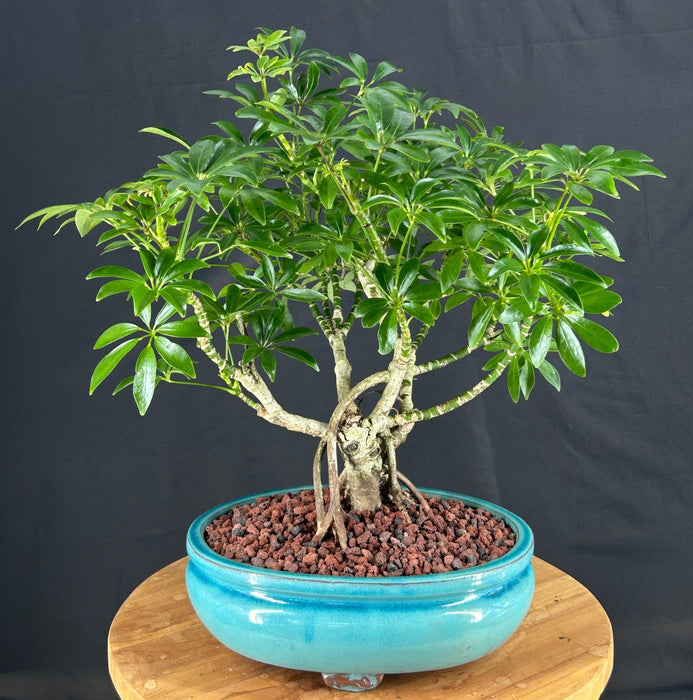 Hawaiian Umbrella Bonsai Tree-Exposed Roots-(arboricola schfflera)