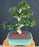 Flowering Fukien Tea Bonsai Tree-Curved Trunk & Tiered Branching-(ehretia microphylla)