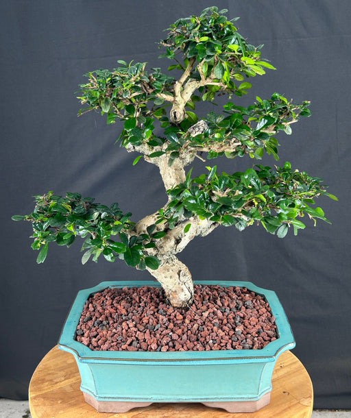 Flowering Fukien Tea Bonsai Tree-Curved Trunk & Tiered Branching-(ehretia microphylla)