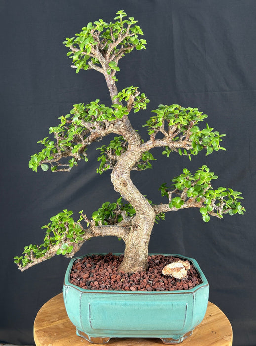 Trained Baby Jade Bonsai Tree-(Portulacaria Afra)