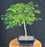 Flowering Brazilian Raintree Bonsai Tree-(pithecellobium tortum)