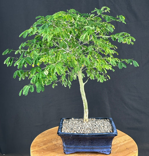 Flowering Brazilian Raintree Bonsai Tree-(pithecellobium tortum)