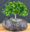 Trained Littleleaf Boxwood Bonsai Tree-(Buxus microphylla 'Compacta')