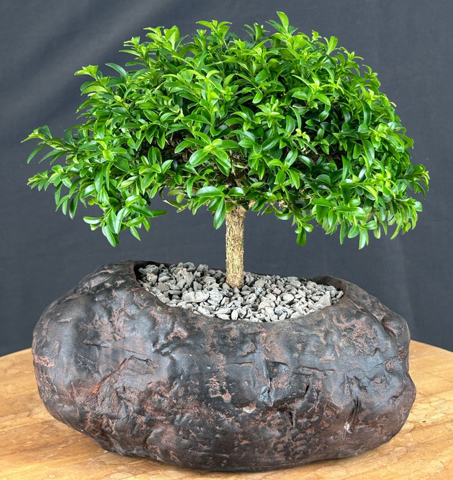 Trained Littleleaf Boxwood Bonsai Tree-(Buxus microphylla 'Compacta')