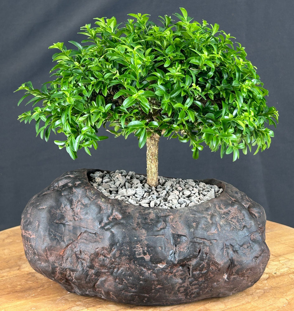 Trained Littleleaf Boxwood Bonsai Tree-(Buxus microphylla 'Compacta')