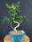 Flowering Orange Jasmine Bonsai Tree -Curved Trunk-('murraya paniculata')