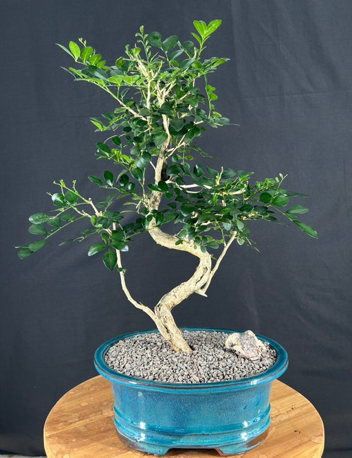 Flowering Orange Jasmine Bonsai Tree -Curved Trunk-('murraya paniculata')