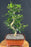 Flowering Orange Jasmine Bonsai Tree -Curved Trunk-('murraya paniculata')