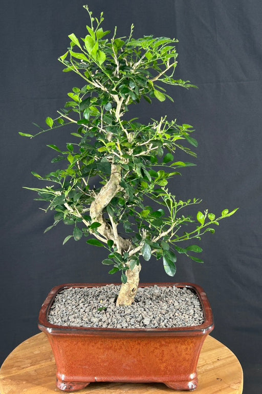 Flowering Orange Jasmine Bonsai Tree -Curved Trunk-('murraya paniculata')