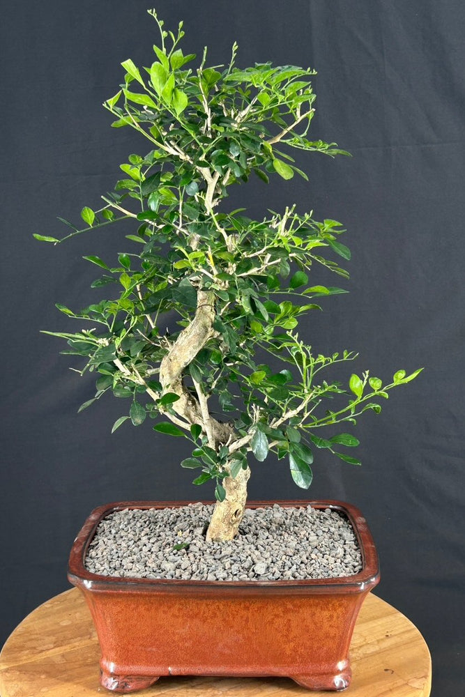 Flowering Orange Jasmine Bonsai Tree -Curved Trunk-('murraya paniculata')