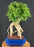 Flowering Bougainvillea Bonsai Tree-Exposed Roots-(Pink Pixie)