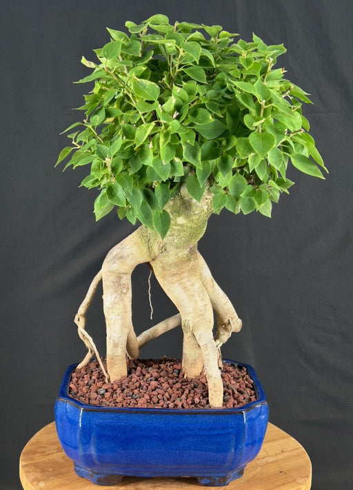 Flowering Bougainvillea Bonsai Tree-Exposed Roots-(Pink Pixie)