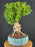 Flowering Bougainvillea Bonsai Tree-Exposed Roots-(Pink Pixie)
