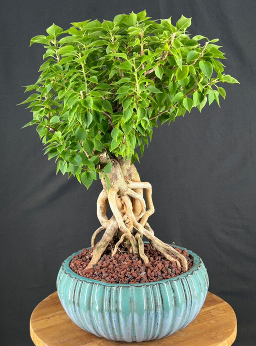 Flowering Bougainvillea Bonsai Tree-Exposed Roots-(Pink Pixie)