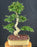 Flowering Ligustrum Bonsai Tree-Curved Trunk & Tiered Branching-(ligustrum lucidum)