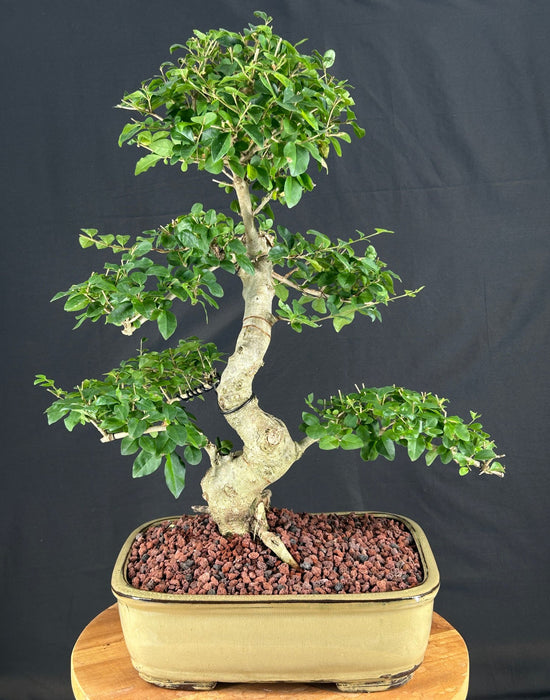 Flowering Ligustrum Bonsai Tree-Curved Trunk & Tiered Branching-(ligustrum lucidum)