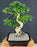 Flowering Ligustrum Bonsai Tree-Curved Trunk & Tiered Branching-(ligustrum lucidum)