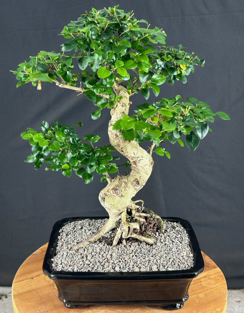 Flowering Ligustrum Bonsai Tree-Curved Trunk & Tiered Branching-(ligustrum lucidum)