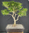Trained Willow Leaf Ficus Bonsai Tree-(Ficus Nerifolia/Salisafolia)