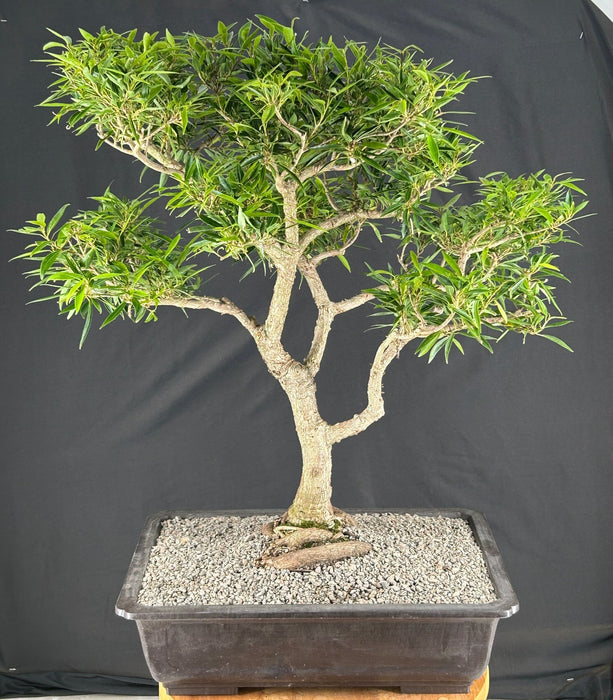 Trained Willow Leaf Ficus Bonsai Tree-(Ficus Nerifolia/Salisafolia)