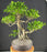 Ficus Retusa Bonsai Tree-Banyan Style-(ficus retusa)