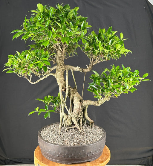 Ficus Retusa Bonsai Tree-Banyan Style-(ficus retusa)