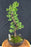 Trained Juniper Karate Kid Bonsai Tree-(juniper procumbens nana)