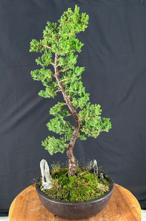 Trained Juniper Karate Kid Bonsai Tree-(juniper procumbens nana)