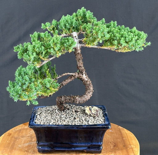 Juniper Bonsai Tree - Trained -(juniper procumbens nana)
