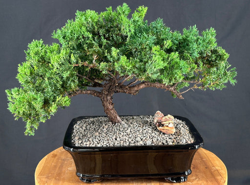 Juniper Bonsai Tree - Trained -(juniper procumbens nana)