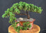 Juniper Bonsai Tree - Trained -(juniper procumbens nana)
