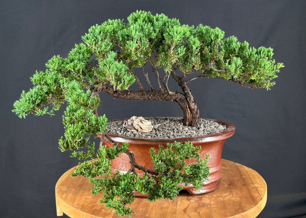 Juniper Bonsai Tree - Trained -(juniper procumbens nana)