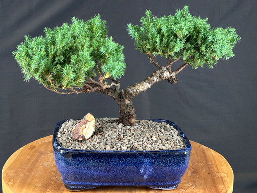 Juniper Bonsai Tree - Trained -(juniper procumbens nana)