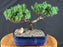 Juniper Bonsai Tree - Trained -(juniper procumbens nana)