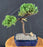 Juniper Bonsai Tree - Trained -(juniper procumbens nana)