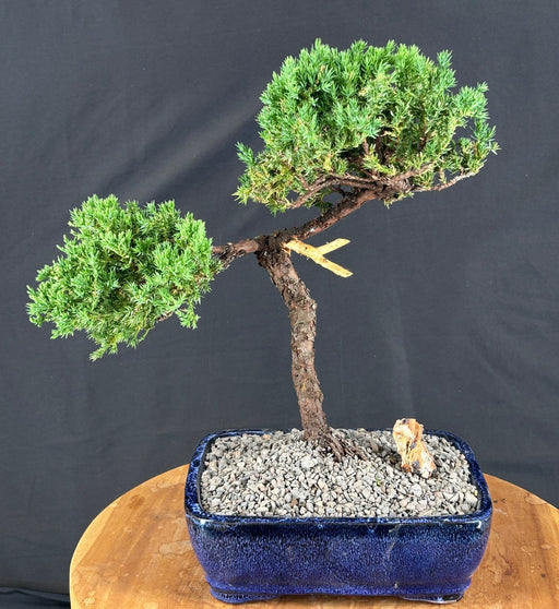 Juniper Bonsai Tree - Trained -(juniper procumbens nana)