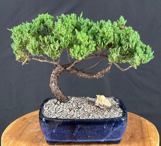 Juniper Bonsai Tree - Trained -(juniper procumbens nana)