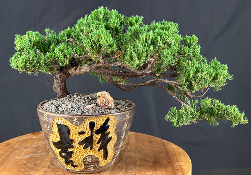Juniper Bonsai Tree - Trained -(juniper procumbens nana)
