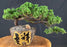Juniper Bonsai Tree - Trained -(juniper procumbens nana)