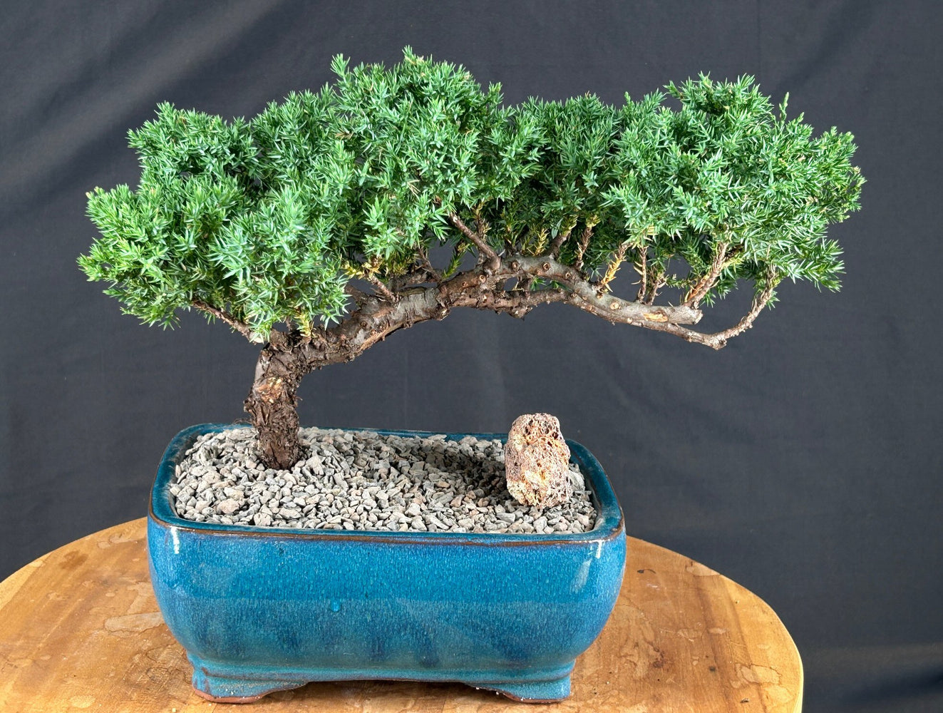 Juniper Bonsai Tree - Trained -(juniper procumbens nana)