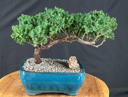 Juniper Bonsai Tree - Trained -(juniper procumbens nana)