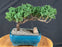 Juniper Bonsai Tree - Trained -(juniper procumbens nana)