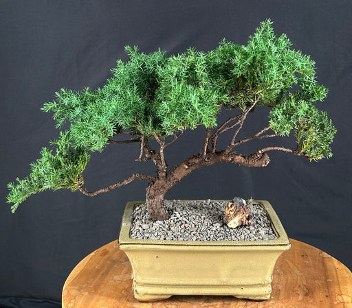 Juniper Bonsai Tree - Trained -(juniper procumbens nana)