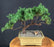 Juniper Bonsai Tree - Trained -(juniper procumbens nana)