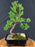 Trained Juniper Karate Kid Bonsai Tree-(juniper procumbens nana)