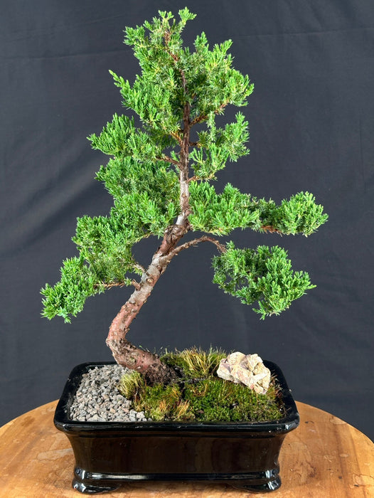 Trained Juniper Karate Kid Bonsai Tree-(juniper procumbens nana)