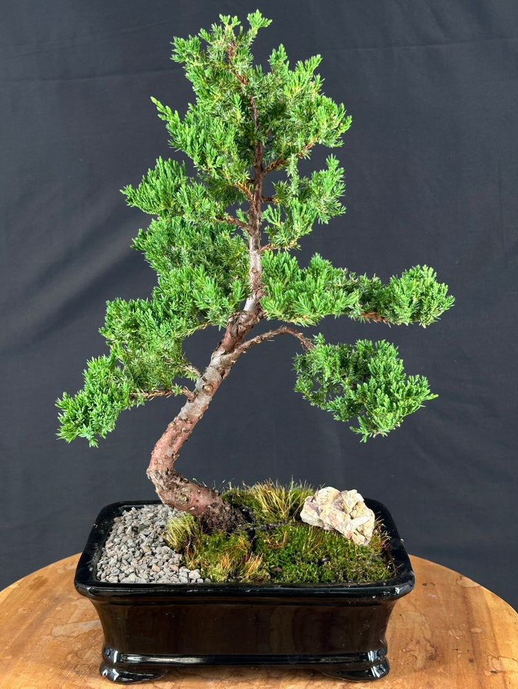 Trained Juniper Karate Kid Bonsai Tree-(juniper procumbens nana)