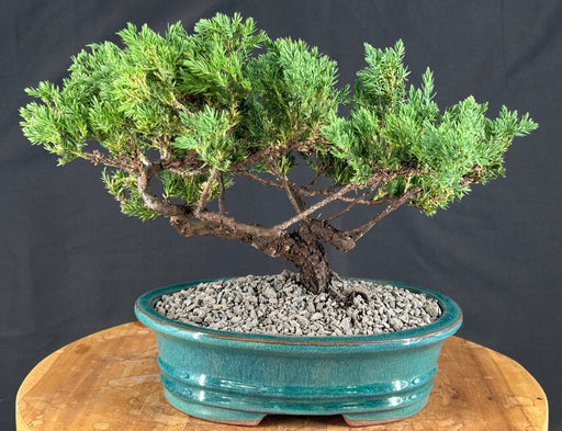 Juniper Bonsai Tree - Trained -(juniper procumbens nana)