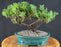 Juniper Bonsai Tree - Trained -(juniper procumbens nana)